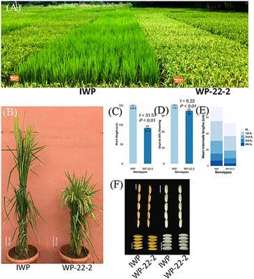 Loss of Function of OsFBX267 and OsGA20ox2 in Rice Promotes Early Maturing and Semi-Dwarfism in γ-Irradiated IWP and Genome-Edited Pusa Basmati-1